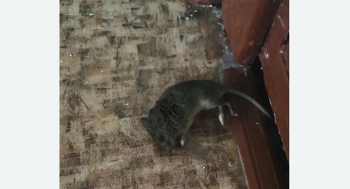 Дезинфекция от мышей в Куркино города Москвы